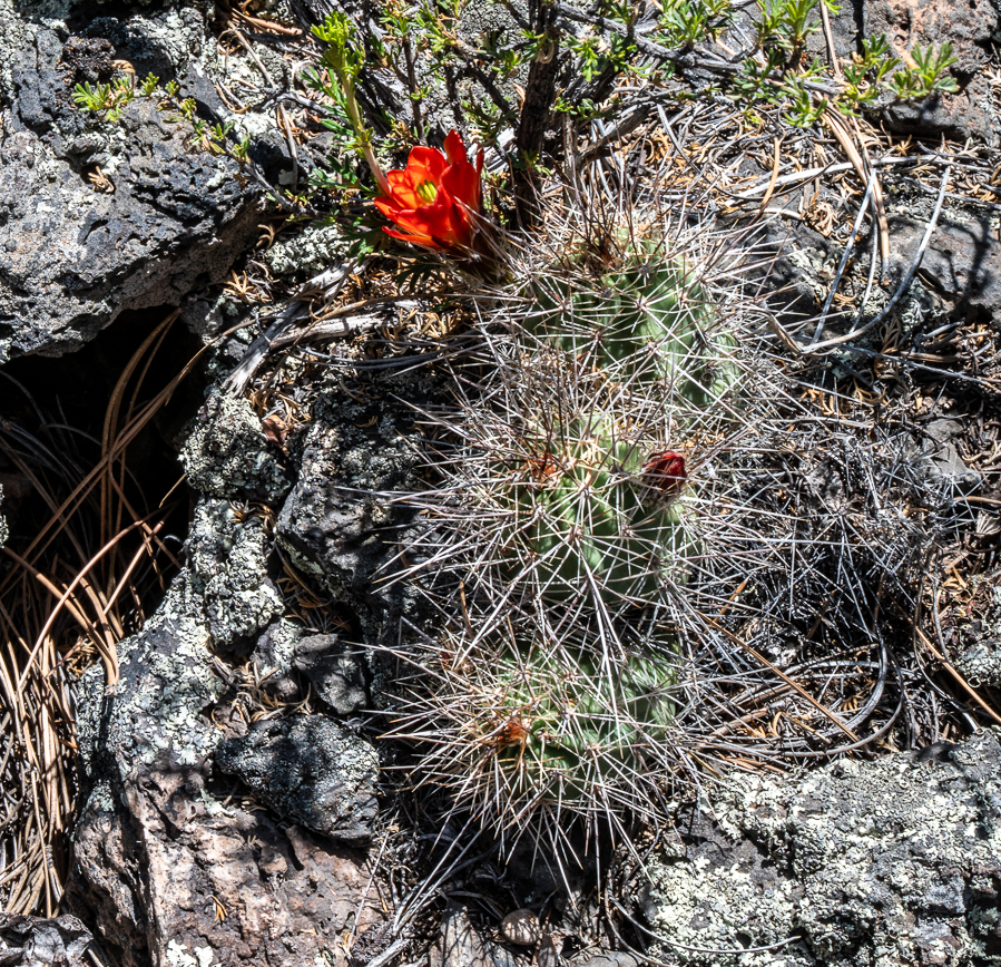 Cactus flower