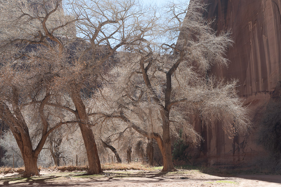 Sunligh in cottonwoods - Canyon de Chelly