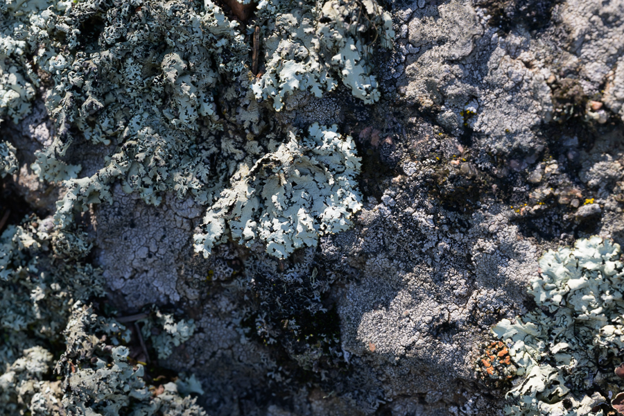 <div></div>