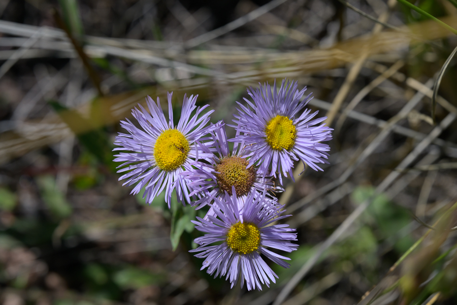 <div></div>