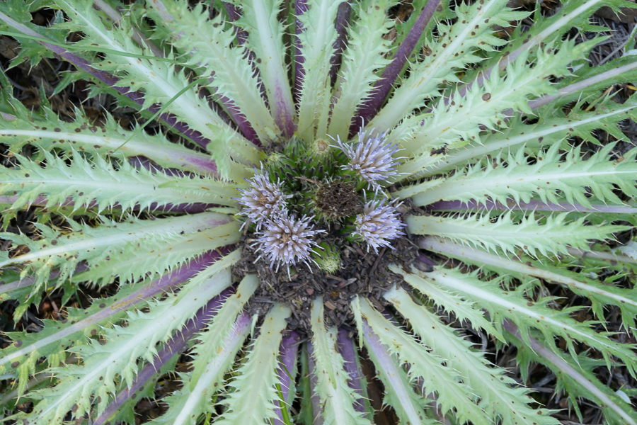 <div></div>