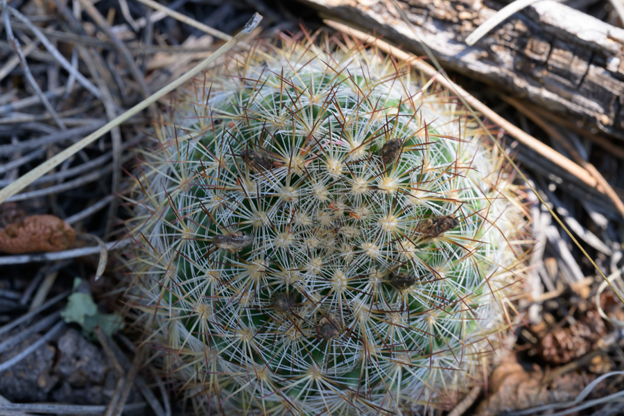 <div></div>